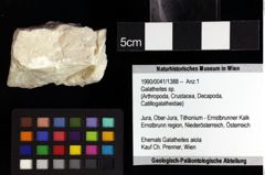 Foto (Objket + Etiketten) von Galatheites sp. 